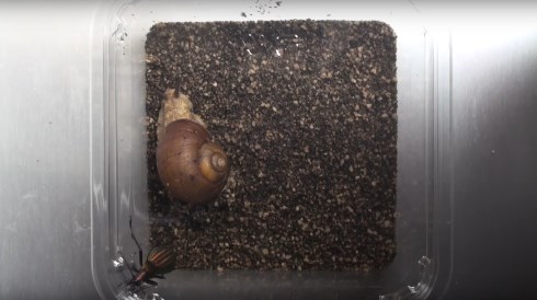 カタツムリ 攻撃 シールドアタック 振り回す