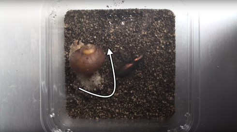 カタツムリ 攻撃 シールドアタック 振り回す