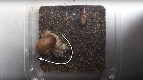 カタツムリ 攻撃 シールドアタック 振り回す