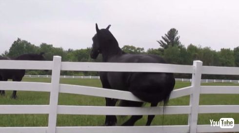 馬 お尻 かゆい 柵 掻く 牧場 破壊