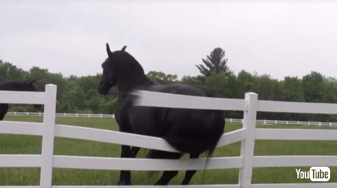 馬 お尻 かゆい 柵 掻く 牧場 破壊