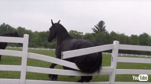 馬 お尻 かゆい 柵 掻く 牧場 破壊