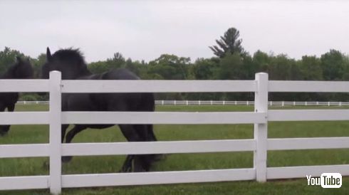 馬 お尻 かゆい 柵 掻く 牧場 破壊