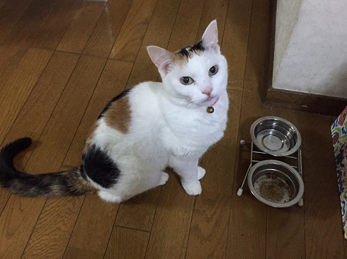 ねとらぼ生物部編集長