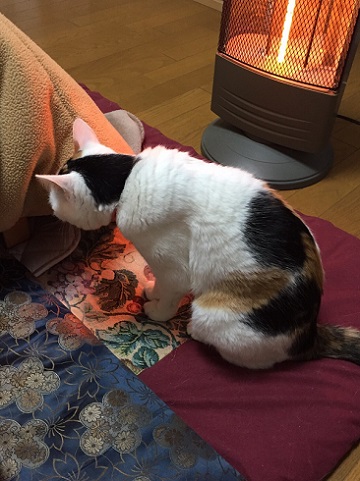 ねとらぼ生物部編集長