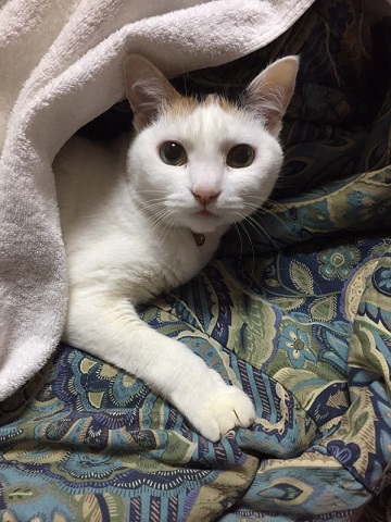 ねとらぼ生物部編集長