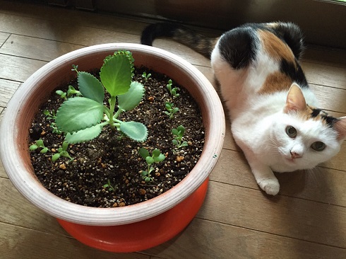 ねとらぼ生物部編集長