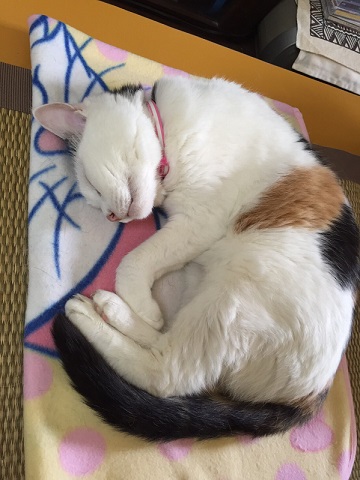 ねとらぼ生物部編集長