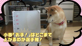 柴犬小春