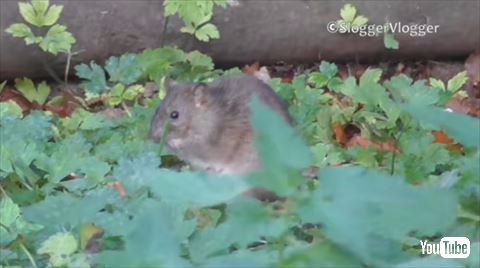 シロテテナガザル