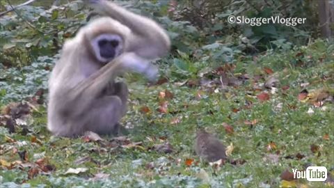 シロテテナガザル