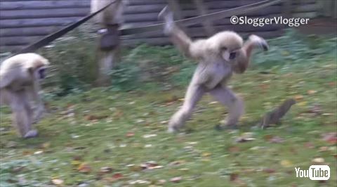 シロテテナガザル