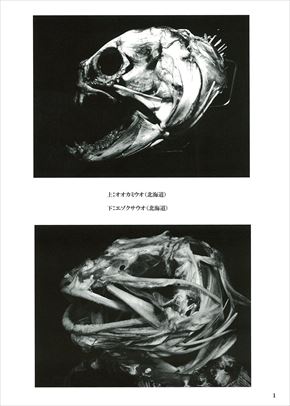 同人誌「魚骨 UO BONE」