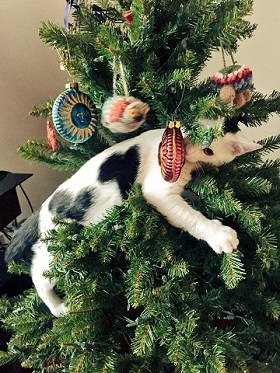 【ネコ】クリスマスツリー よじよじ……バキバキ……「やめてぇぇええ！（涙）」 クリスマス