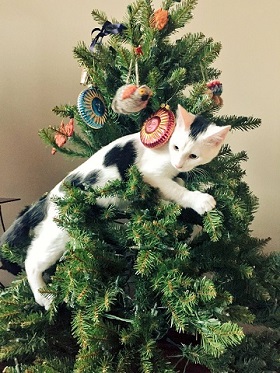 ツリーと猫