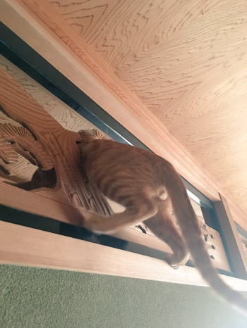 欄間ねこ