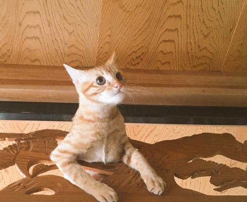 欄間ねこ