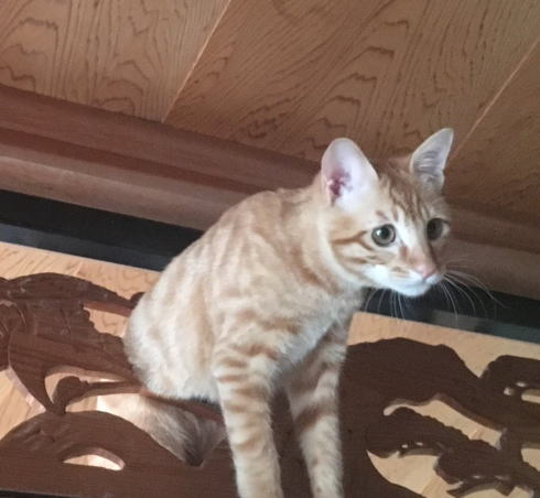 欄間ねこ