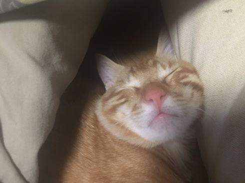 欄間ねこ