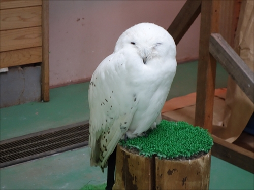東武動物公園干支のフォト