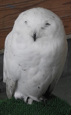 東武動物公園干支のフォト