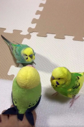 インコ  ぬいぐるみ 問いかけ 話す 足 Twitter