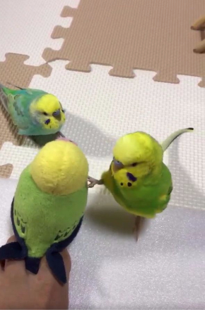 インコ  ぬいぐるみ 問いかけ 話す 足 Twitter