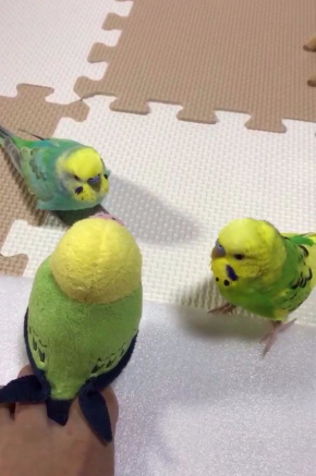 インコ  ぬいぐるみ 問いかけ 話す 足 Twitter