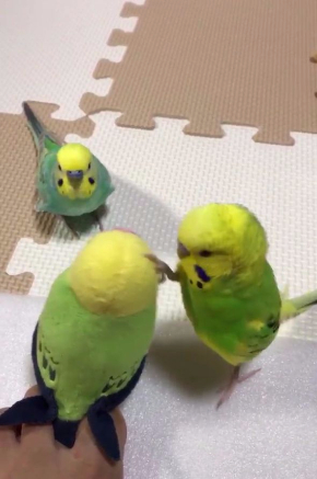インコ  ぬいぐるみ 問いかけ 話す 足 Twitter