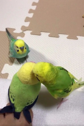 インコ  ぬいぐるみ 問いかけ 話す 足 Twitter