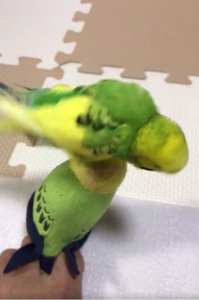 インコ  ぬいぐるみ 問いかけ 話す 足 Twitter