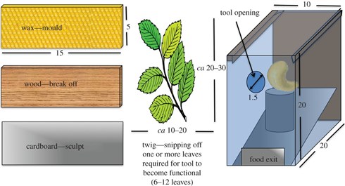 最新の研究でオウムが道具を自作できることが判明
