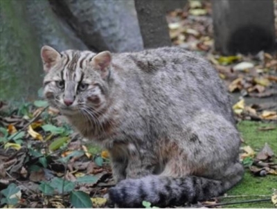 ツシマヤマネコ