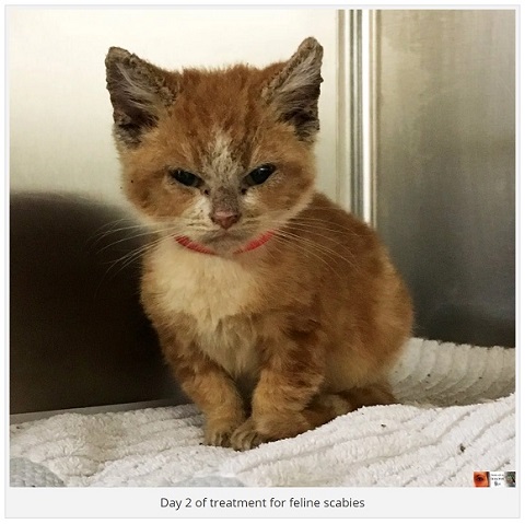 保護されたねこ