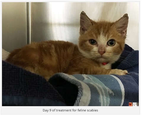 保護されたねこ