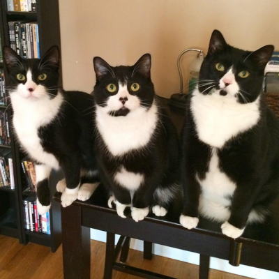 タキシード・トリオ猫