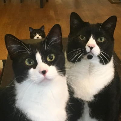 タキシード・トリオ猫