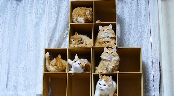 マンチカンズTV