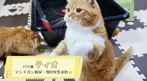 マンチカンズTV