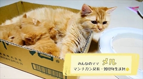 マンチカンズTV