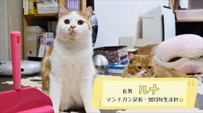 マンチカンズTV