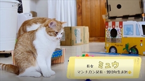 マンチカンズTV