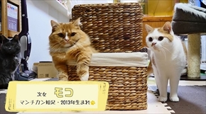 マンチカンズTV