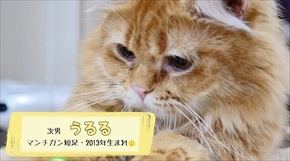 マンチカンズTV