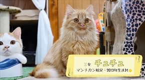 マンチカンズTV