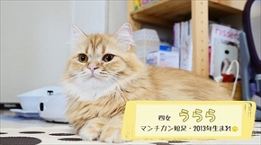 マンチカンズTV