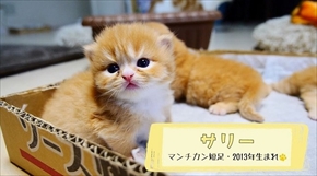 マンチカンズTV