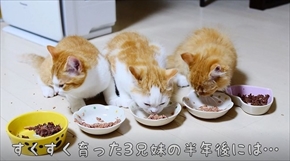 マンチカンズTV