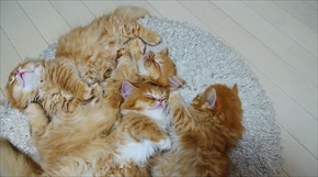 マンチカンズTV