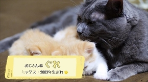 マンチカンズTV